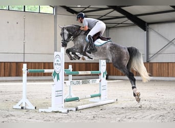 sangre caliente belga, Caballo castrado, 5 años, 166 cm, Tordo