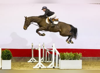 sangre caliente belga, Caballo castrado, 5 años, 167 cm, Castaño oscuro