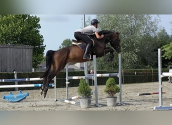 sangre caliente belga, Caballo castrado, 5 años, 168 cm, Castaño