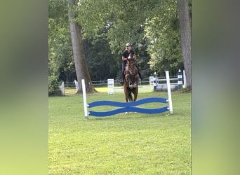 sangre caliente belga, Caballo castrado, 5 años, 168 cm, Castaño