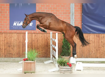 sangre caliente belga, Caballo castrado, 5 años, 168 cm, Castaño