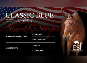 sangre caliente belga, Caballo castrado, 5 años, 168 cm, Castaño