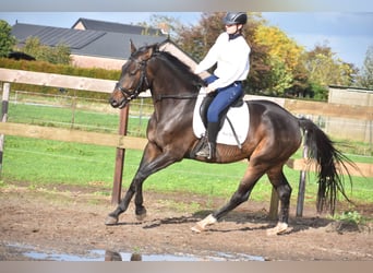 sangre caliente belga, Caballo castrado, 5 años, 168 cm, Castaño oscuro