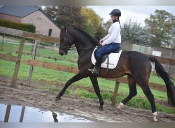 sangre caliente belga, Caballo castrado, 5 años, 168 cm, Castaño oscuro