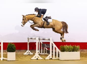 sangre caliente belga, Caballo castrado, 5 años, 169 cm, Alazán