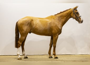 sangre caliente belga, Caballo castrado, 5 años, 169 cm, Alazán