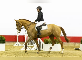 sangre caliente belga, Caballo castrado, 5 años, 169 cm, Alazán