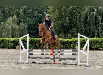 sangre caliente belga, Caballo castrado, 5 años, 169 cm, Alazán-tostado