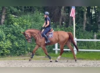 sangre caliente belga, Caballo castrado, 5 años, 169 cm, Alazán-tostado