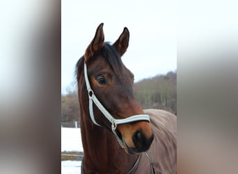 sangre caliente belga, Caballo castrado, 5 años, 170 cm, Castaño