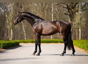 sangre caliente belga, Caballo castrado, 5 años, 170 cm, Castaño oscuro