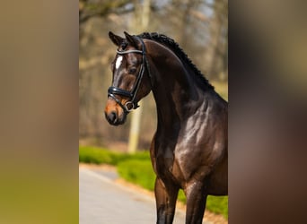 sangre caliente belga, Caballo castrado, 5 años, 171 cm, Castaño oscuro