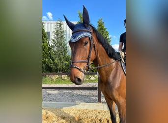 sangre caliente belga, Caballo castrado, 5 años, 171 cm, Castaño oscuro