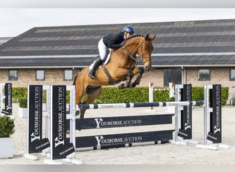 sangre caliente belga, Caballo castrado, 5 años, 173 cm