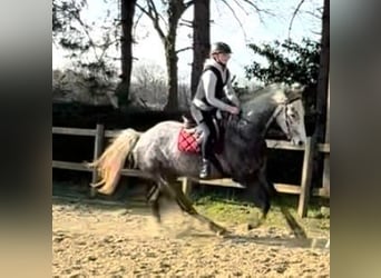 sangre caliente belga, Caballo castrado, 5 años, 173 cm, Tordo