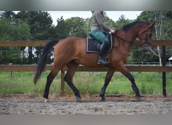 sangre caliente belga, Caballo castrado, 5 años, 175 cm, Castaño