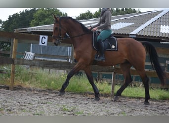 sangre caliente belga, Caballo castrado, 5 años, 175 cm, Castaño