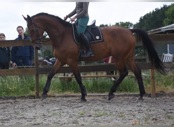 sangre caliente belga, Caballo castrado, 5 años, 175 cm, Castaño