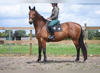 sangre caliente belga, Caballo castrado, 5 años, 175 cm, Castaño