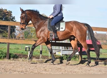 sangre caliente belga, Caballo castrado, 5 años, 175 cm, Castaño