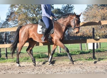 sangre caliente belga, Caballo castrado, 5 años, 175 cm, Castaño