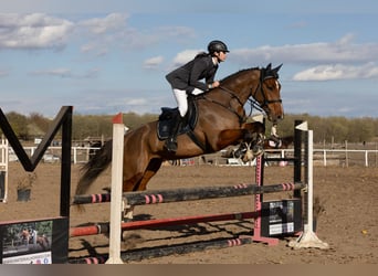 sangre caliente belga, Caballo castrado, 5 años, 175 cm, Castaño rojizo