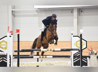 sangre caliente belga, Caballo castrado, 5 años, 175 cm, Castaño rojizo