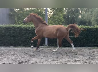 sangre caliente belga, Caballo castrado, 5 años, 177 cm, Alazán