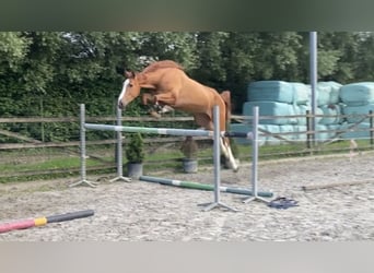 sangre caliente belga, Caballo castrado, 5 años, 177 cm, Alazán