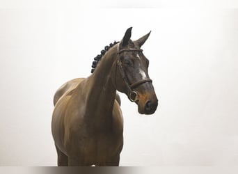 sangre caliente belga, Caballo castrado, 5 años, Castaño oscuro