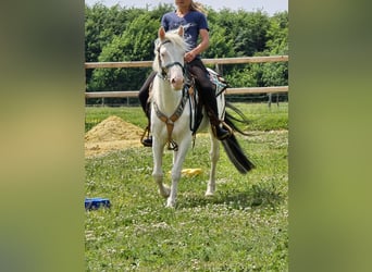 sangre caliente belga Mestizo, Caballo castrado, 6 años, 145 cm, Cremello