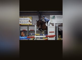 sangre caliente belga, Caballo castrado, 6 años, 163 cm, Castaño