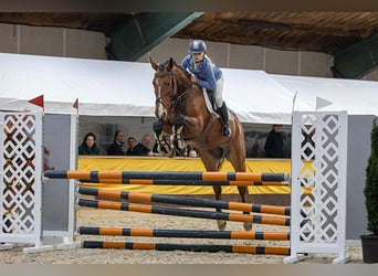 sangre caliente belga, Caballo castrado, 6 años, 163 cm, Castaño