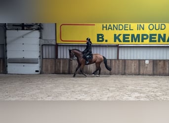 sangre caliente belga, Caballo castrado, 6 años, 164 cm, Castaño