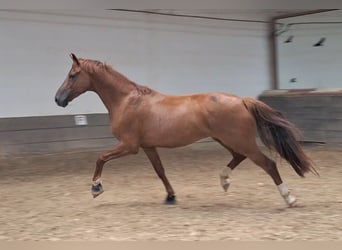 sangre caliente belga, Caballo castrado, 6 años, 165 cm, Alazán-tostado