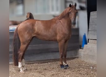 sangre caliente belga, Caballo castrado, 6 años, 165 cm