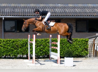 sangre caliente belga, Caballo castrado, 6 años, 165 cm, Castaño