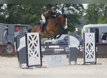 sangre caliente belga, Caballo castrado, 6 años, 165 cm, Castaño oscuro