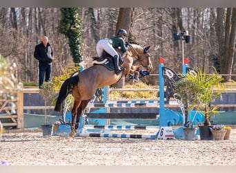 sangre caliente belga, Caballo castrado, 6 años, 167 cm, Castaño