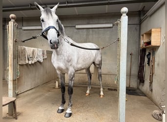 sangre caliente belga, Caballo castrado, 6 años, 167 cm, Tordo