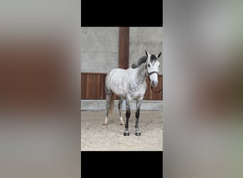 sangre caliente belga, Caballo castrado, 6 años, 167 cm, Tordo