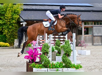 sangre caliente belga, Caballo castrado, 6 años, 170 cm, Castaño