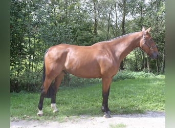sangre caliente belga, Caballo castrado, 6 años, 171 cm, Castaño