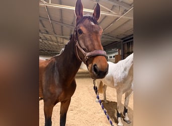 sangre caliente belga, Caballo castrado, 6 años, 171 cm, Castaño oscuro