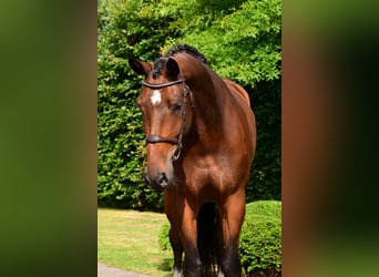 sangre caliente belga, Caballo castrado, 6 años, 172 cm, Castaño