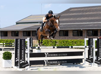 sangre caliente belga, Caballo castrado, 6 años, 172 cm, Castaño
