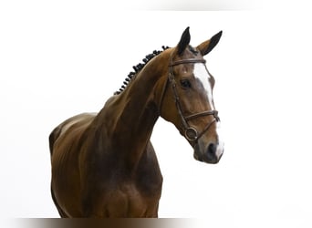 sangre caliente belga, Caballo castrado, 6 años, 172 cm, Castaño