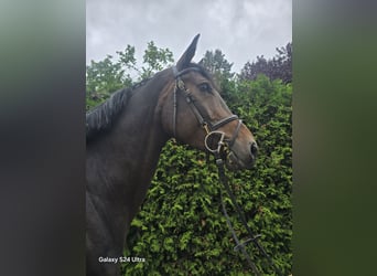 sangre caliente belga, Caballo castrado, 6 años, 172 cm, Morcillo