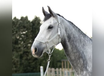 sangre caliente belga, Caballo castrado, 6 años, 175 cm, Tordo