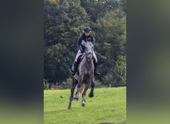 sangre caliente belga, Caballo castrado, 6 años, 175 cm, Tordo